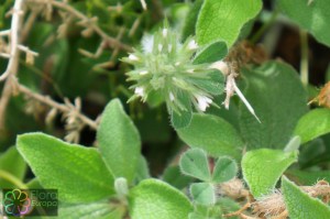 trifolium stellatum (2).jpg_product